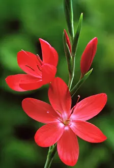 Coccinea: Kaffir lily