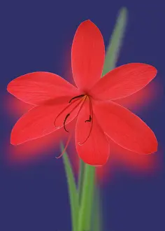 Coccinea: Kaffir Lily