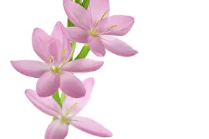 Coccinea: Kaffir Lily