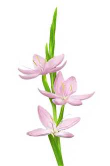 Combined: Kaffir Lily