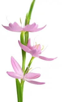 Coccinea: Kaffir Lily