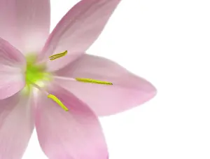 Coccinea: Kaffir Lily