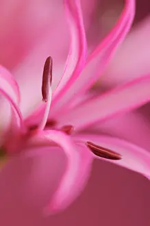 Schizostylis: Kaffir Lily