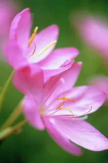 Coccinea: Kaffir Lily