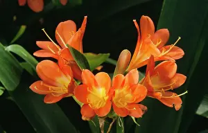 Kaffir: Kaffir Lily - climate change garden species