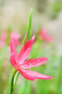 Rhizome: Kaffir lily, Schizostylis coccinea Major, Side view of red