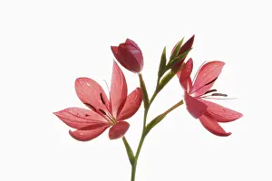 Rhizome: Kaffir Lily, Schizostylis coccinea, Open deep pink