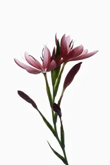 Rhizome: Kaffir lily, Schizostylis coccinea, Pink subject