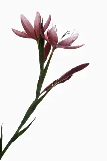Rhizome: Kaffir lily, Schizostylis coccinea, Pink subject