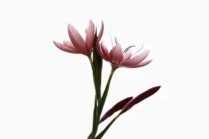 Rhizome: Kaffir lily, Schizostylis coccinea, Pink subject