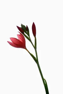 Rhizome: Kaffir lily, Schizostylis coccinea, Red subject