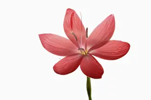 Rhizome: Kaffir Lily, Schizostylis coccinea, Single open