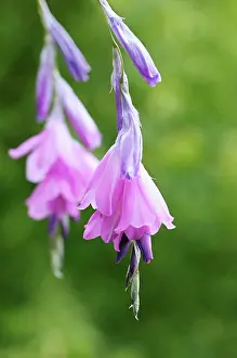 Bells: Kaffir lily, Schizostylis, Schizostylis coccinea