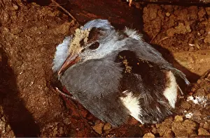 Story: Kagu - 6 week old chick - Hiding