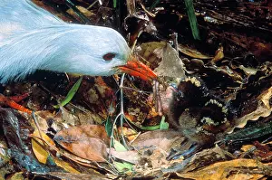 Kagus: Kagu - Chick getting very first meal