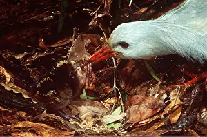 Worm: Kagu - Close-up of feeding earthworms to newly-hatched chick