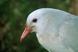 Kagus: KAGU - close-up of head