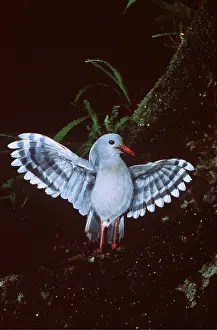 Spread: KAGU - FACING WINGS SPREAD