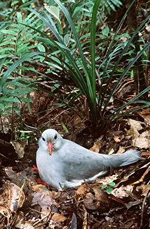 Days: KAGU - on nest, incubating (30-35 days)