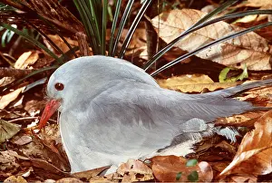 Story: KAGU - On nest, incubating eggs