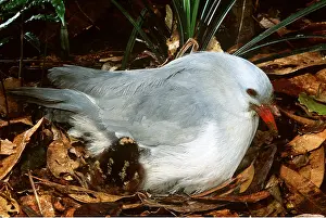 Newly: KAGU - newly hatched chick on nest