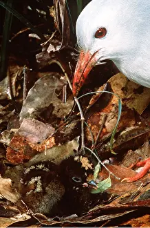 Newly: KAGU - parent with newly hatched chick
