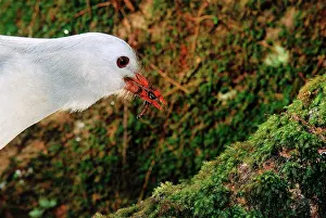Kagus: Kagu - peeling back bark to get insect