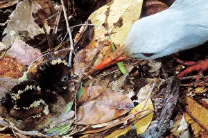 Hours: Kagu (Rhynochetos jubatus) chick between 7 and