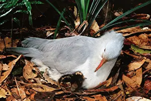Hours: Kagu (Rhynochetos jubatus) With chick 7-8 hours old