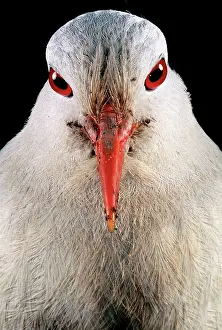 Binocular: Kagu (Rhynochetos jubatus) close up, showing binocular