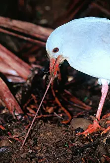 Earthworms: Kagu (Rhynochetos jubatus) with earthworm