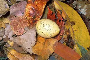 Kagus: Kagu (Rhynochetos jubatus) Egg in nest on the ground