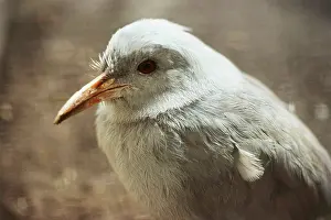 Caledonian: Kagu