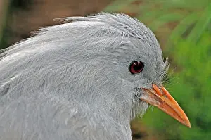 Kagu: Kagu