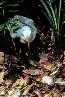 Kagus: Kagu (Rhynochetos jubatus) hen approaching egg