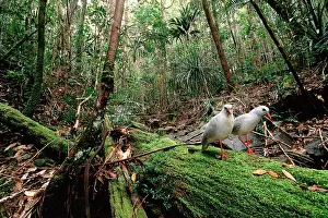 Kagus: Kagu (Rhynochetos jubatus) mating pair