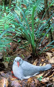 Kagus: Kagu (Rhynochetos jubatus) On Nest incubating (30-35 days)