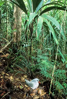 Kagus: Kagu (Rhynochetos jubatus) on nest (incubation: 34-35 days)