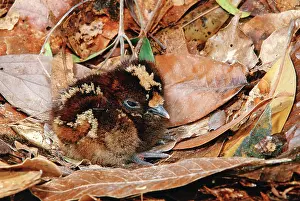 Kagus: Kagu (Rhynochetos jubatus) Newly hatched chick on nest