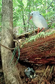 Kagus: Kagu (Rhynochetos jubatus) parents leaving chick