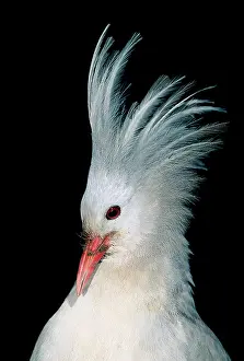 Kagus: Kagu (Rhynochetos jubatus) portrait, male with crest erect