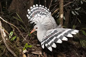 Position: Kagu (Rhynochetos jubatus) in a position of intimidation
