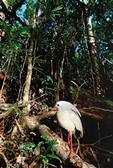 Kagus: Kagu (Rhynochetos jubatus) in rainforest habitat