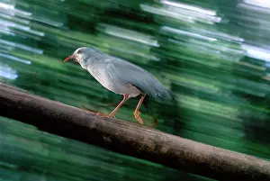 Kagus: Kagu (Rhynochetos jubatus) running up log
