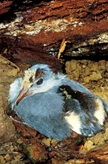 Kagus: Kagu (Rhynochetos jubatus) six-week chick