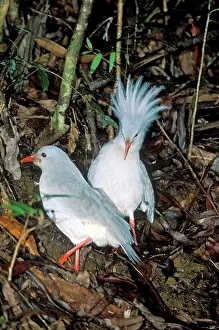 Kagus: Kagu (Rhynochetos jubatus) territorial display
