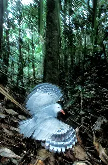 Kagus: Kagu (Rhynochetos jubatus) threat display