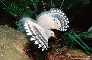 Kagus: Kagu (Rhynochetos jubatus) threat display
