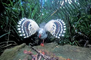 Kagus: Kagu (Rhynochetos jubatus) threat display