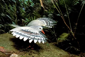 Kagus: Kagu (Rhynochetos jubatus) threat display